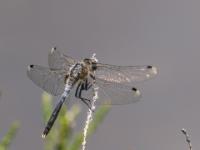 Östliche Moosjungfer Libelle Männchen